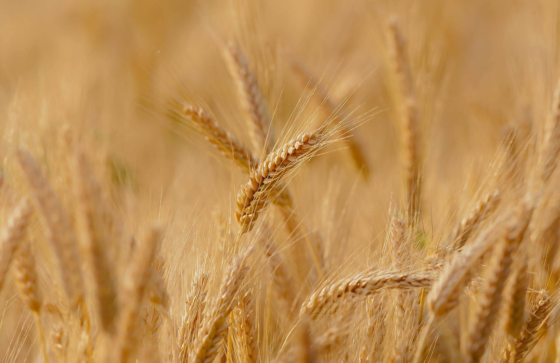 Reviewing the Middle East Barley Industry— A Special Focus on the Saudi Arabia Market